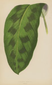 Maranta Pardina da English School